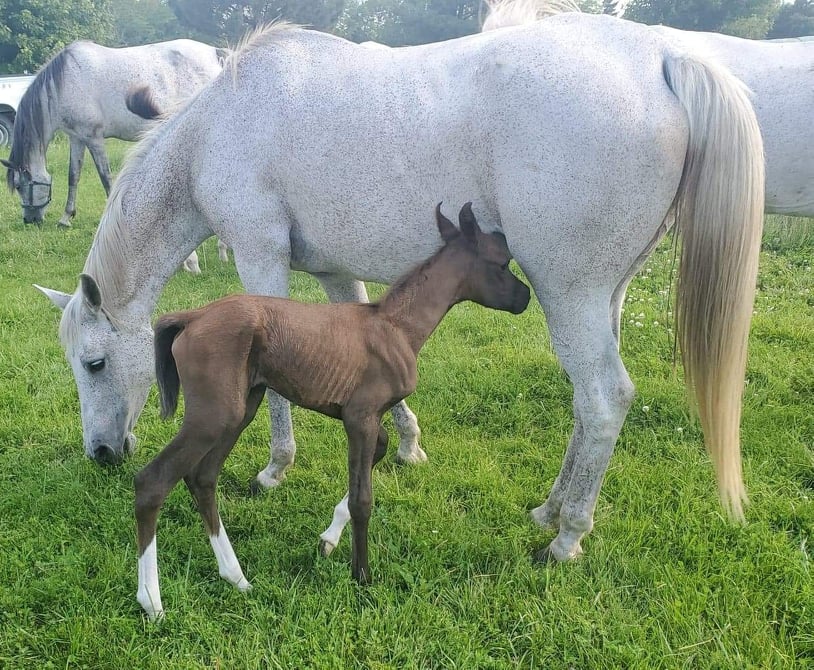 Horse sponsorship or adoption support through PAHC